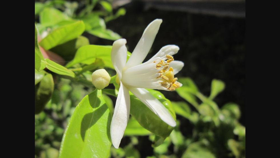 Flor de azahar y cítricos - inspiración de Cher
